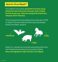 Waspadai Penyakit dari Virus Nipah