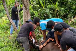 Dinkes Berkurban Tiga Ekor Sapi pada Idul Adha 1446 H