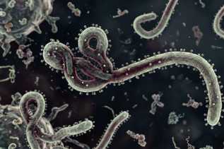 WHO Tetapkan Ebola Sebagai PHEIC, Tingkatkan Pengawasan dan Imbau Masyarakat Tetap Waspada